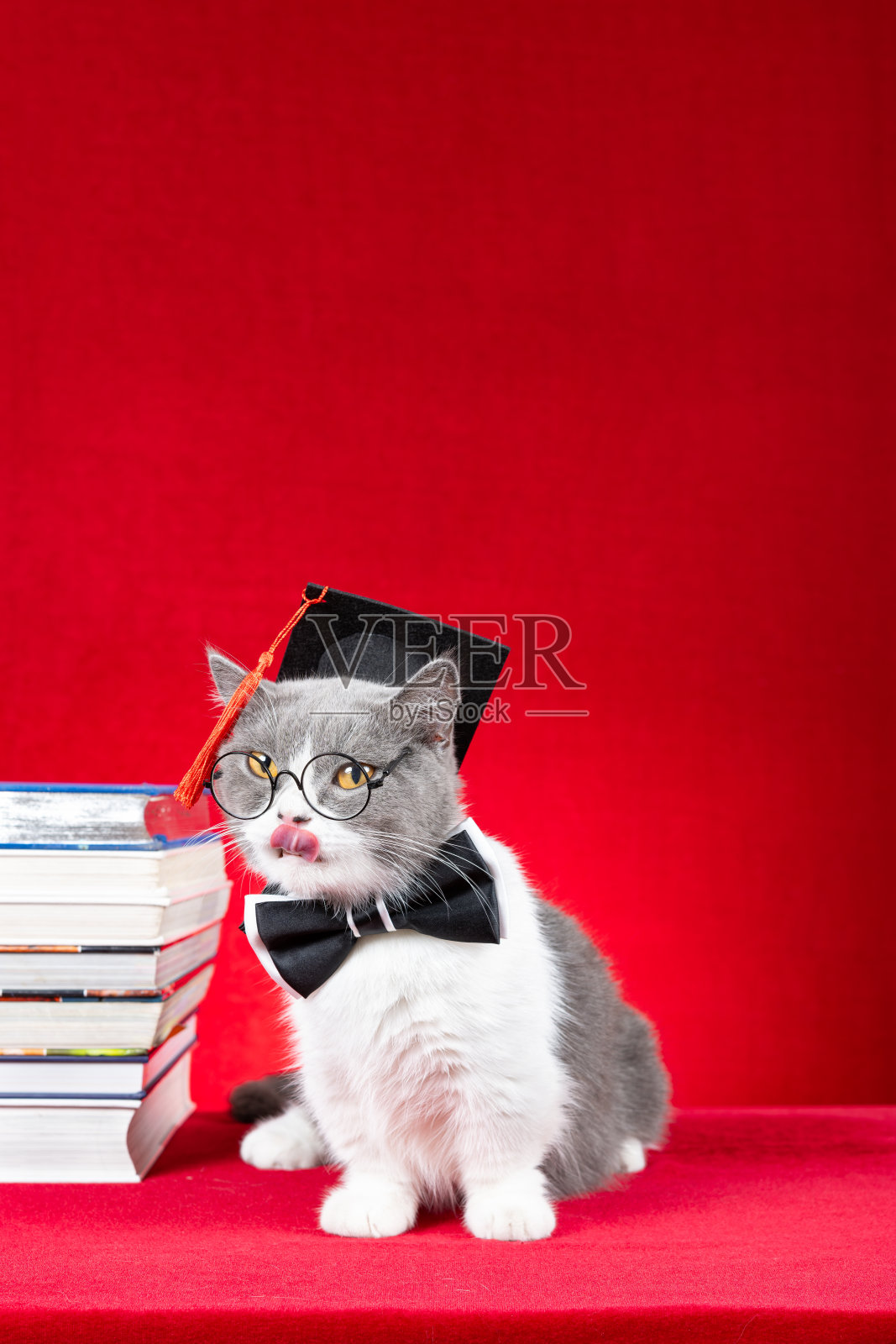 一只可爱的英国短毛猫穿着医生服,背景为红色,呈竖直构图。照片摄影图片