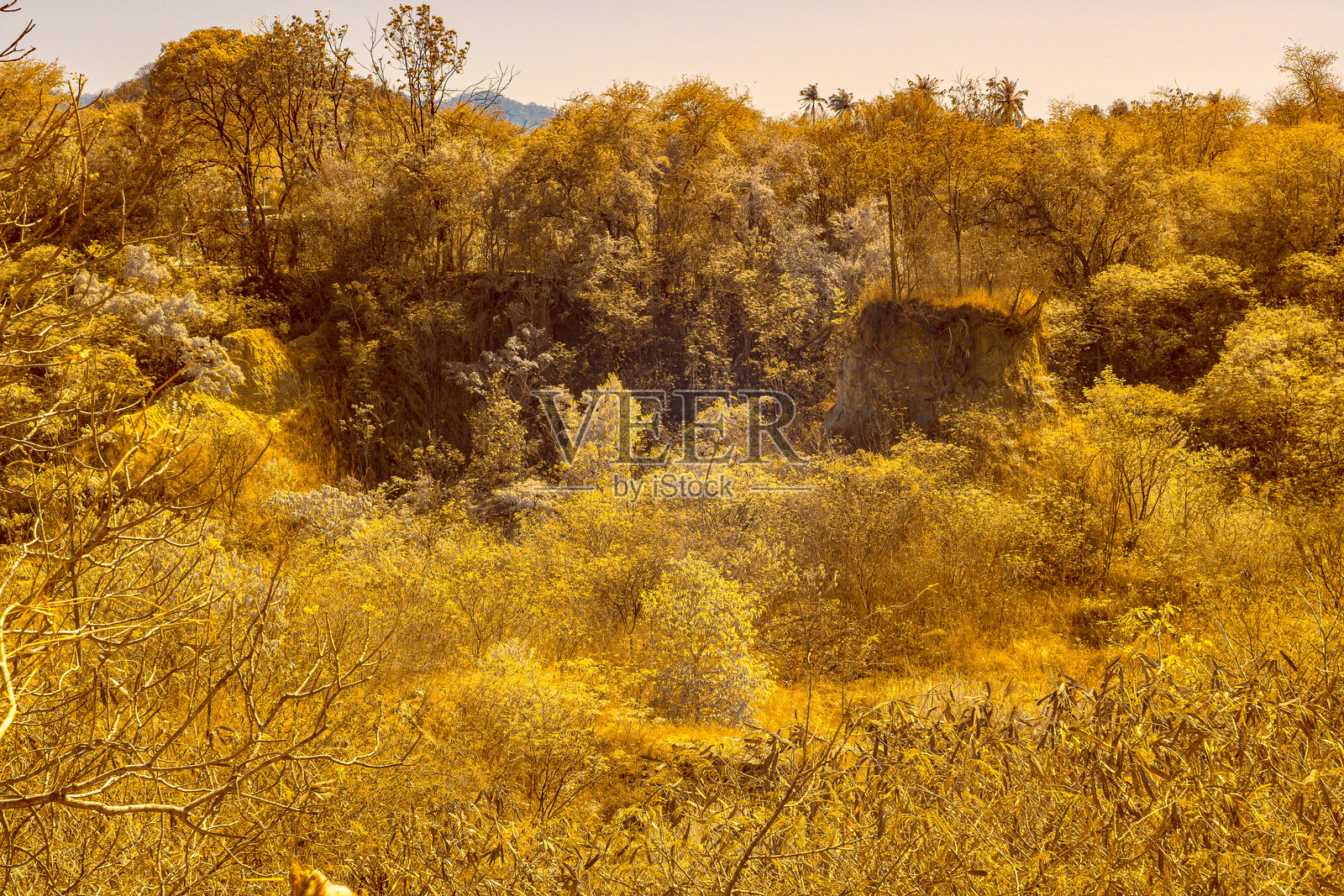 红外摄影,充满树木和植被的风景,主要呈现金色和黄色的色调照片摄影图片