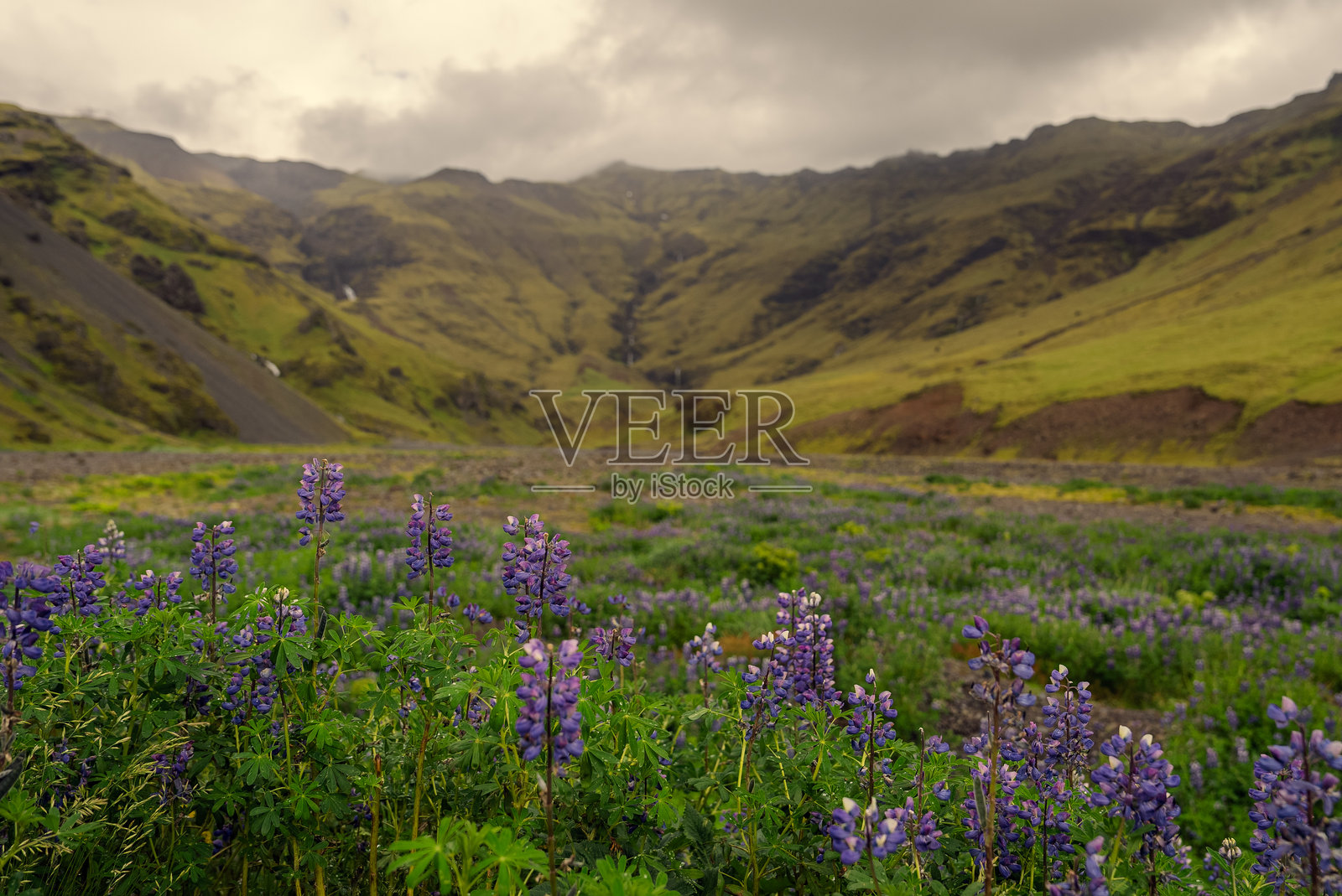 冰岛的紫花狼毒花田照片摄影图片