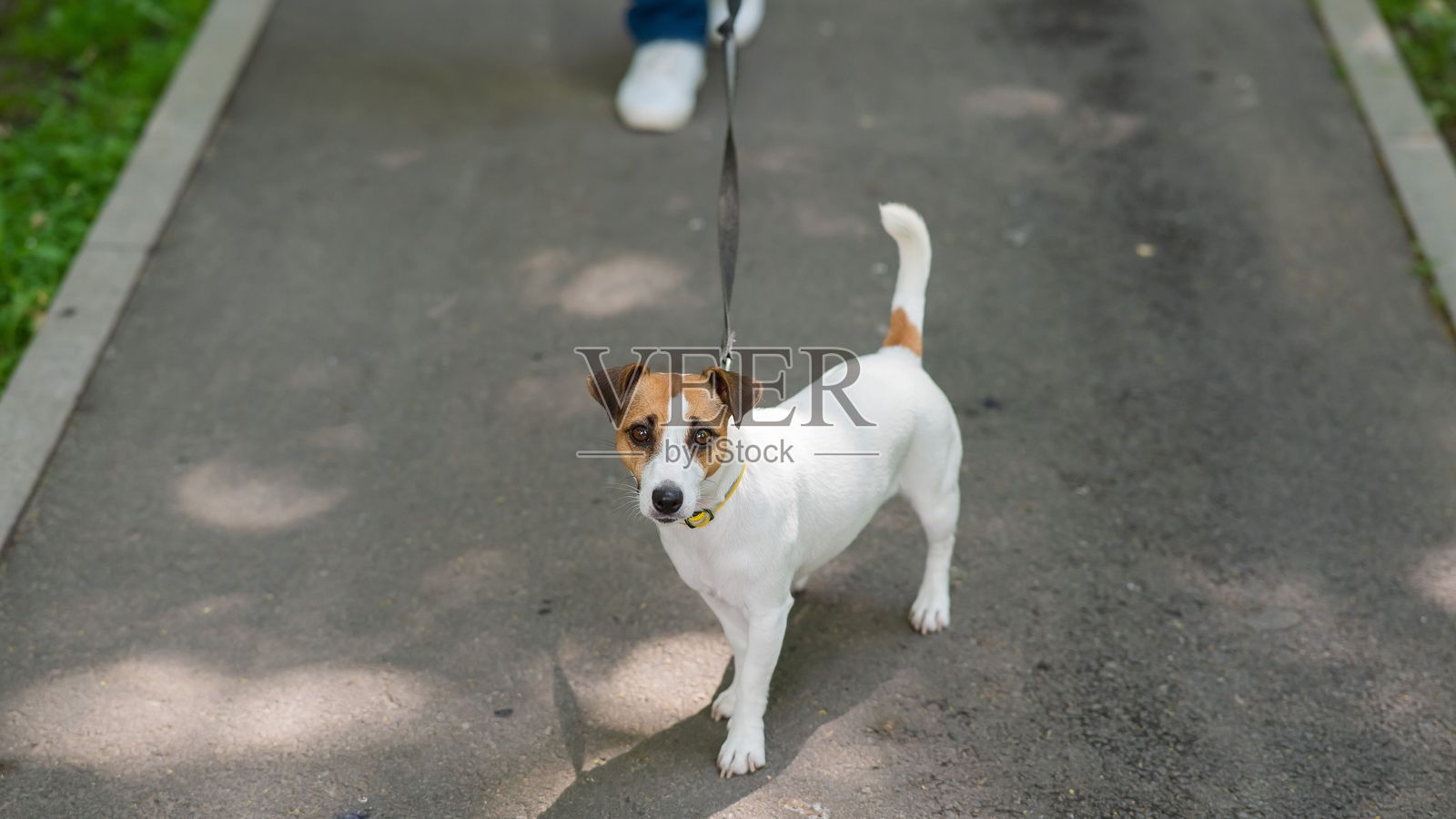 杰克罗素梗犬在公园散步时用力拉扯牵引绳。照片摄影图片