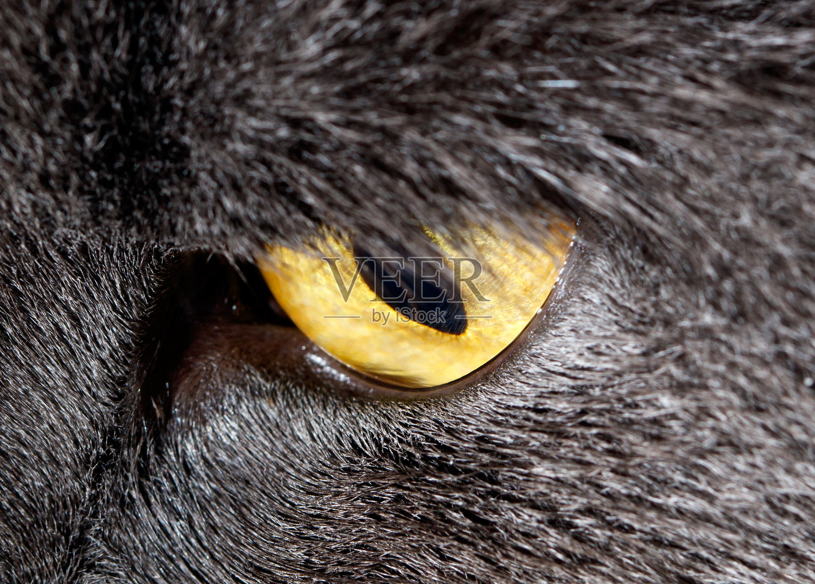 一只猫的眼睛,黄绿色的虹膜照片摄影图片