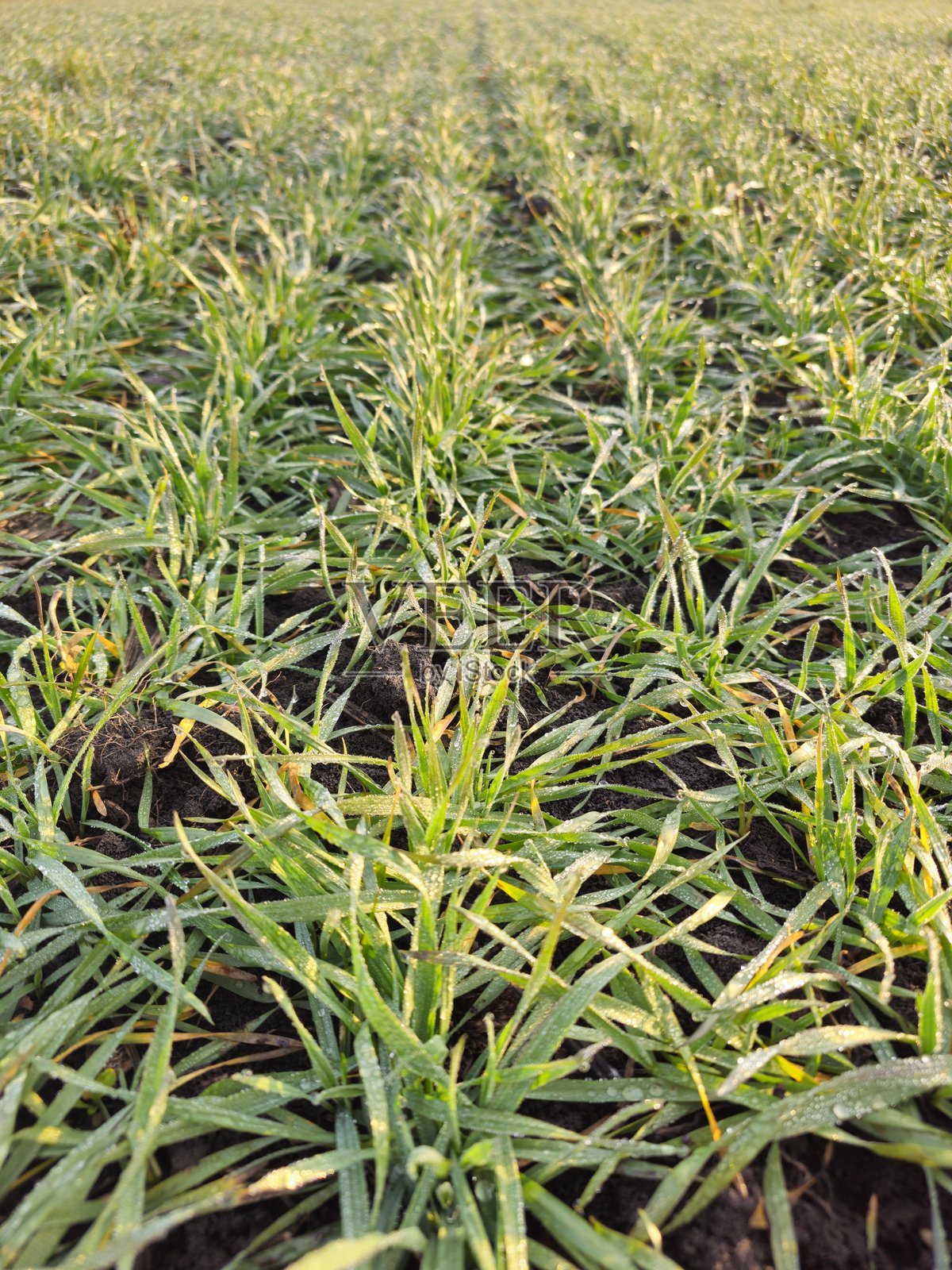 一片绿色植物的田野照片摄影图片