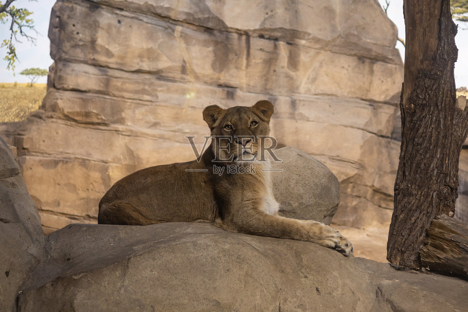 母狮在自然风格的动物园栖息地中休息照片摄影图片