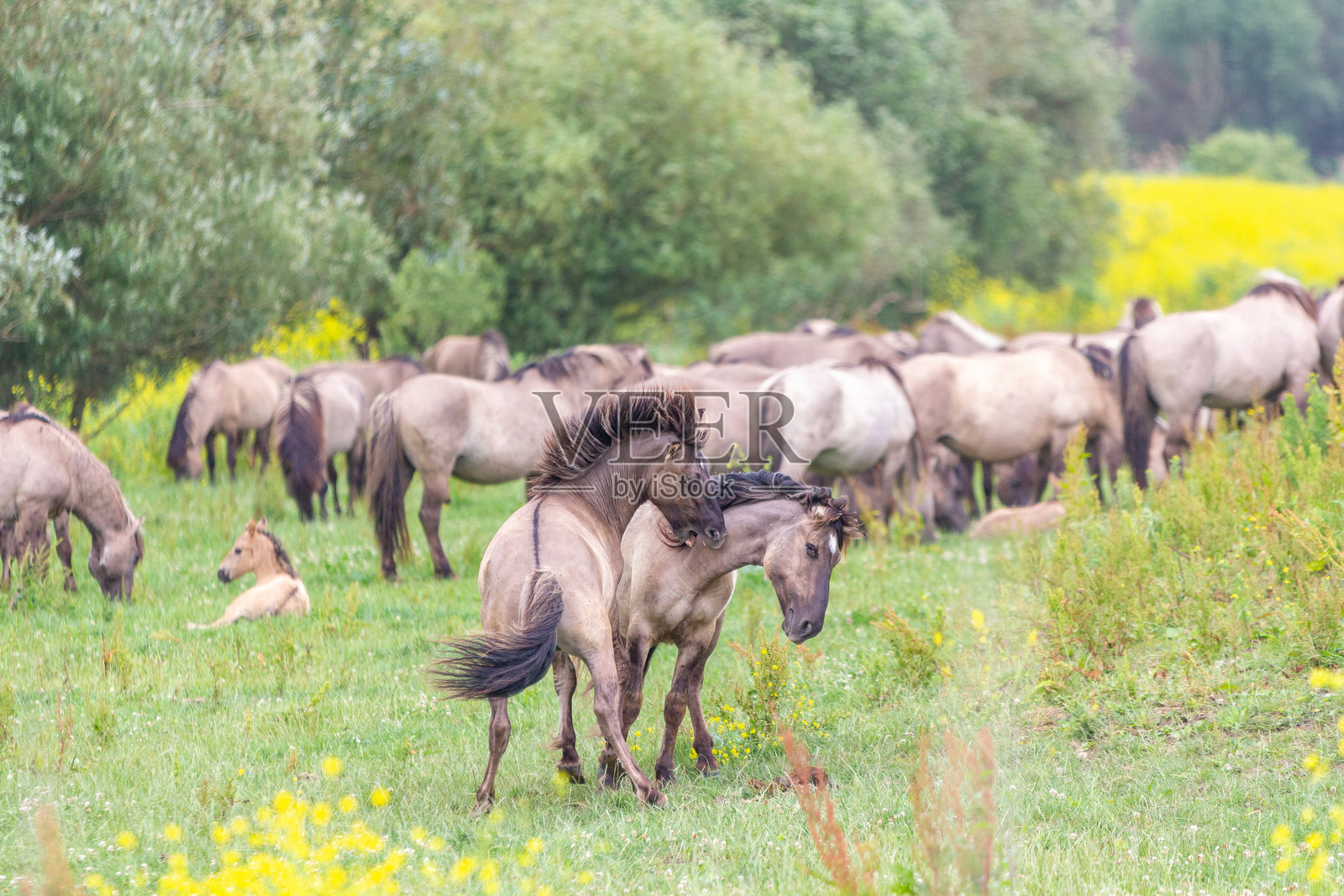 荷兰Oostvaardersplassen自然保护区的野生科尼克马在打斗照片摄影图片