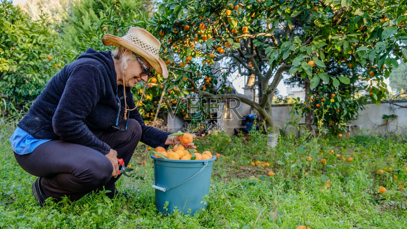 一位戴着牛仔帽的金发老妇人在冬日的花园里采摘橘子。照片摄影图片