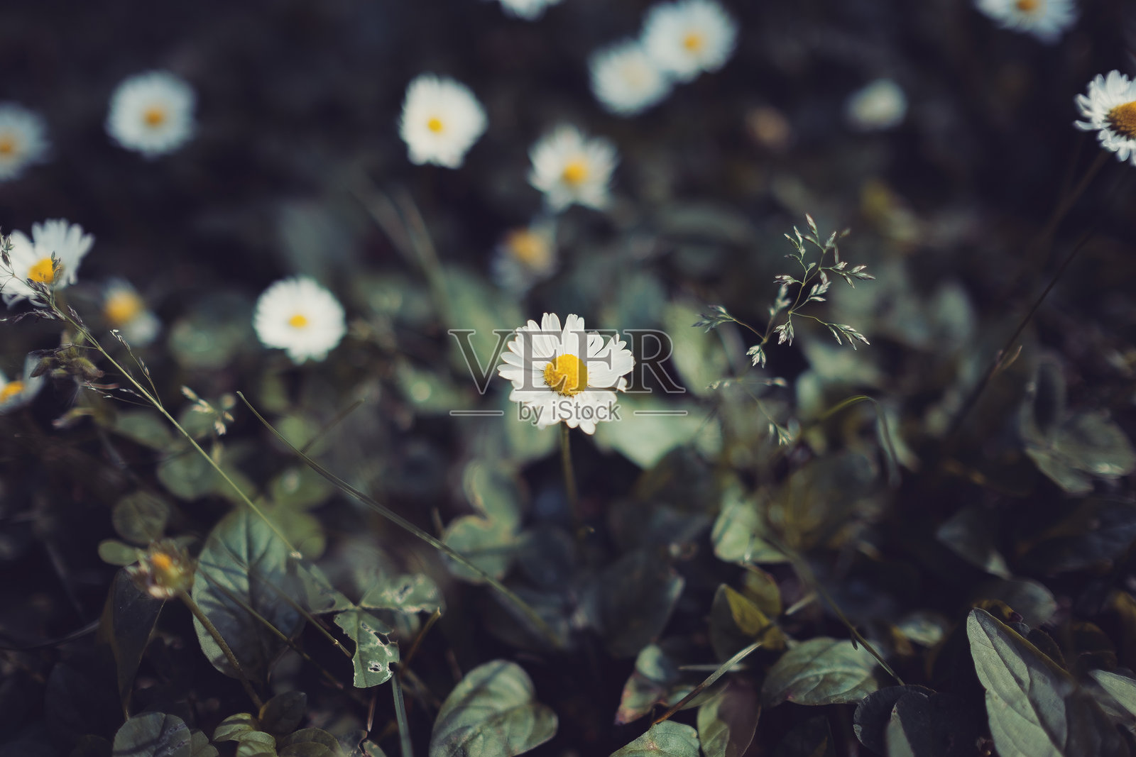 雏菊花田,聚焦于一朵花照片摄影图片