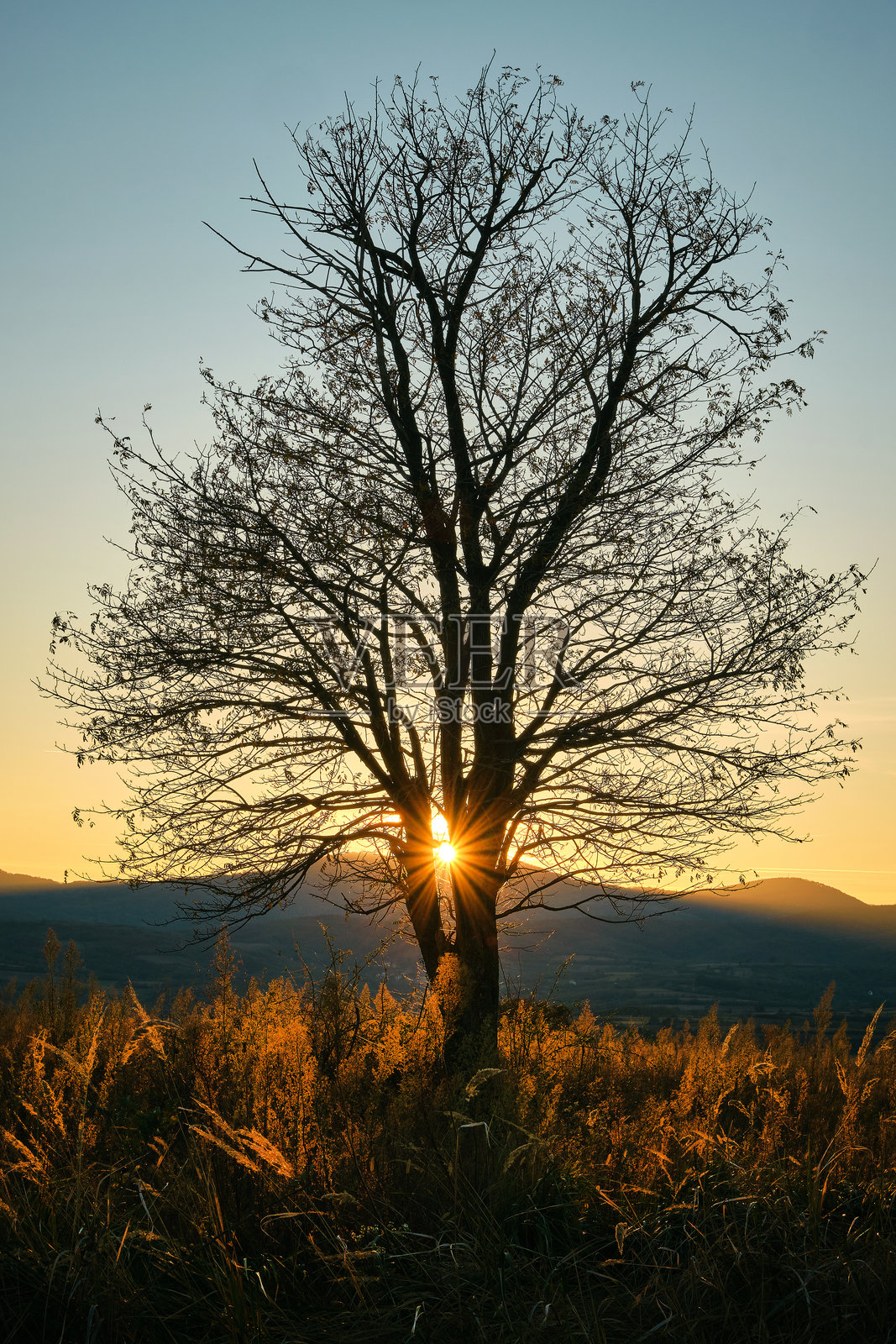 田野中的一棵树,背景是山丘和阳光射线照片摄影图片