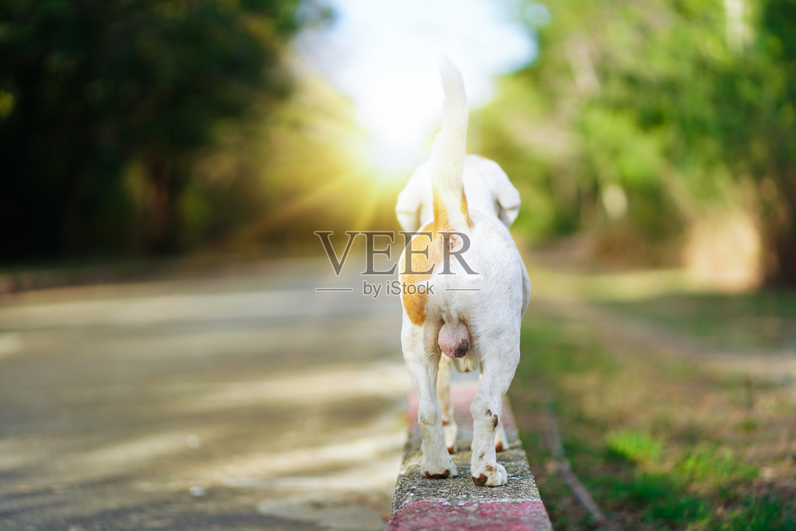 可爱的白色比格犬在傍晚阳光下站在路边,背部和臀部的特写镜头。照片摄影图片