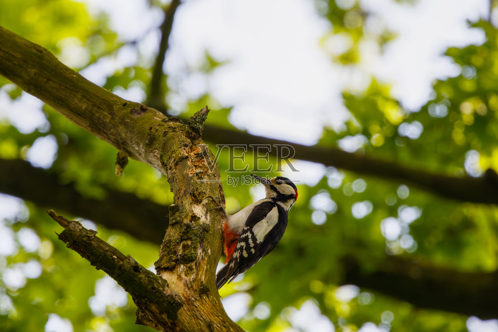 红色啄木鸟栖息在树枝上照片摄影图片