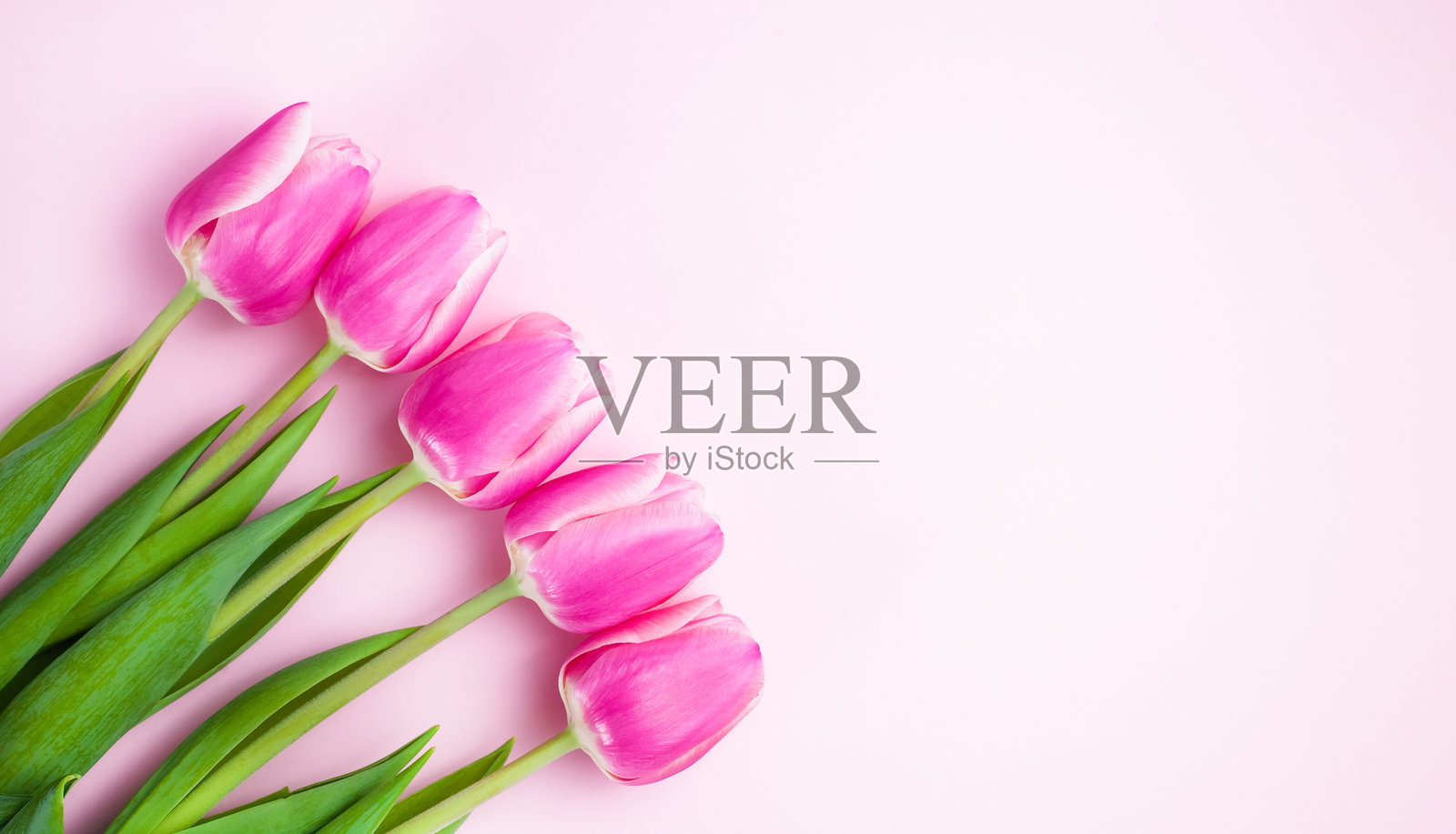 粉色背景上的粉色郁金香花束。贺卡。母亲节、3月8日、情人节、生日庆祝概念。横幅。留白。特写。俯视图。照片摄影图片