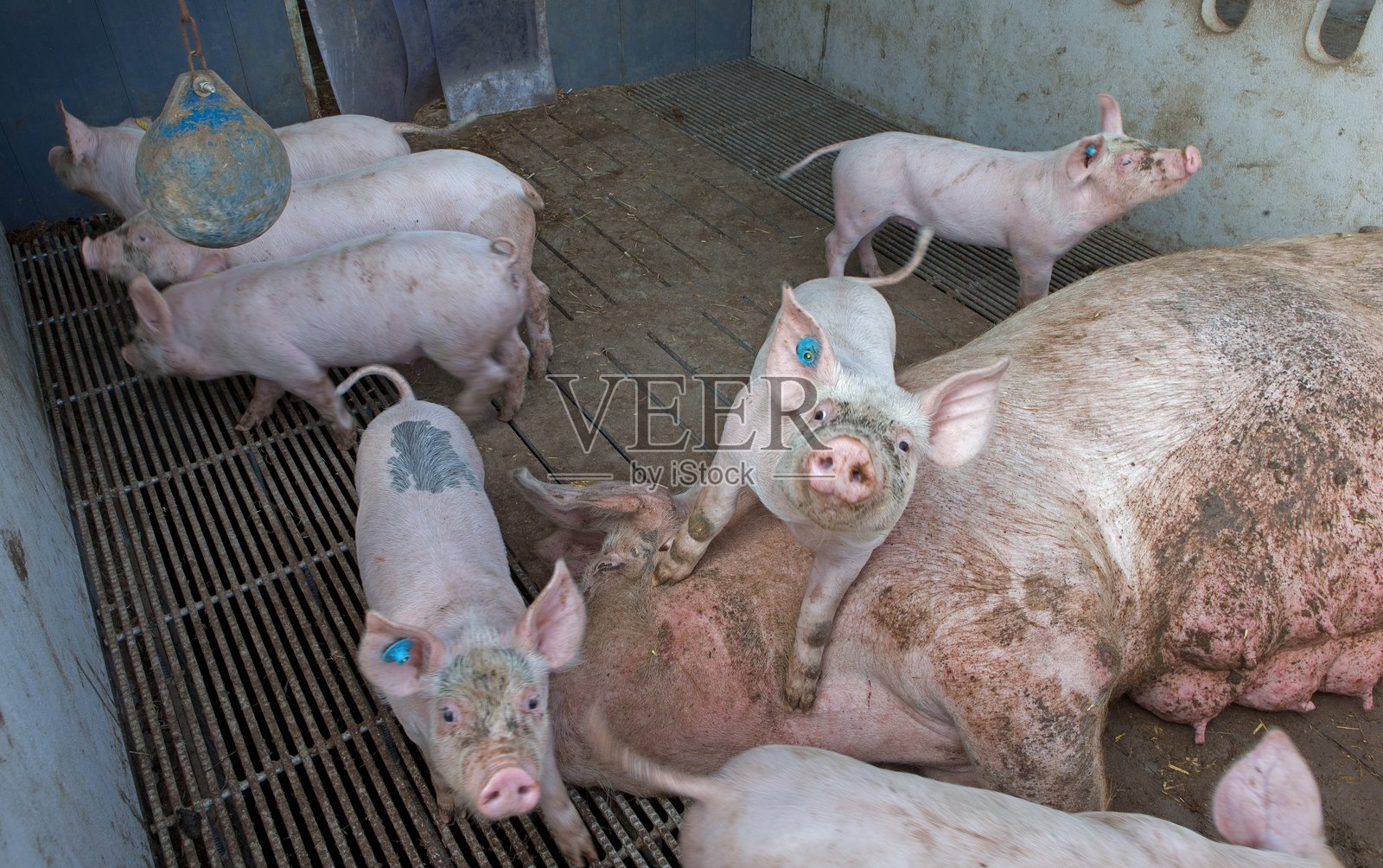 猪的繁殖。农场的猪舍。自由放养的猪和小猪在稻草上。动物福利。照片摄影图片