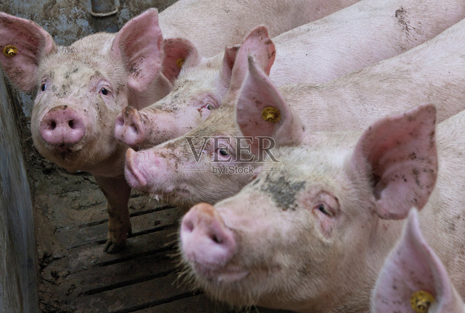 猪的繁殖。农场的猪舍。小猪仔。照片摄影图片