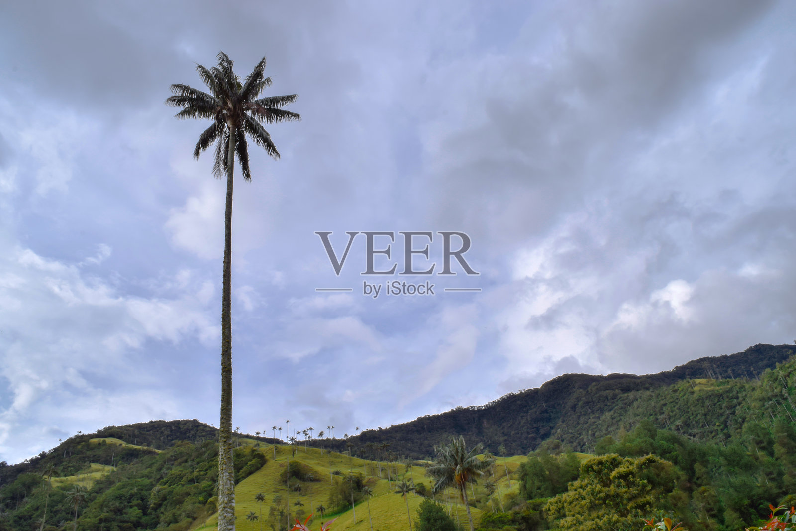 巨大的棕榈树和哥伦比亚昆迪奥省萨伦托的科科拉山谷美丽的山景,迪士尼《 encanto 》的拍摄地点。照片摄影图片