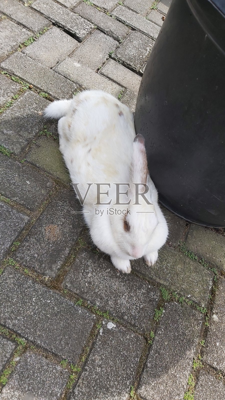 白兔的特写视图照片摄影图片