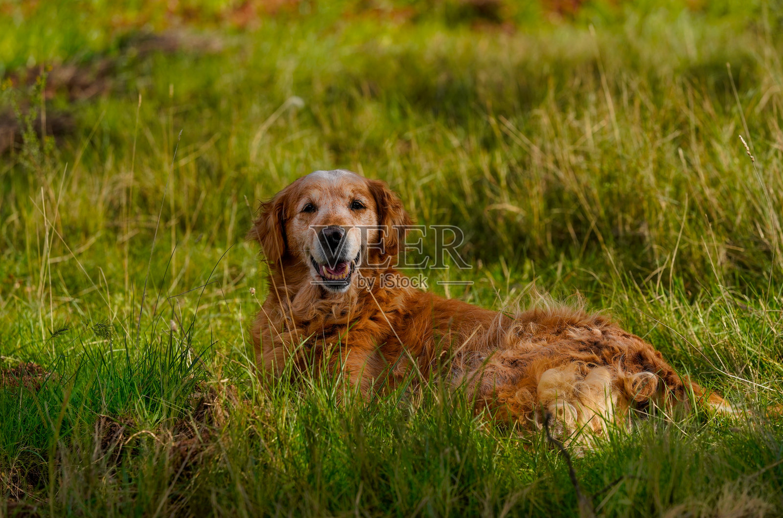 金毛寻回犬在田野中照片摄影图片