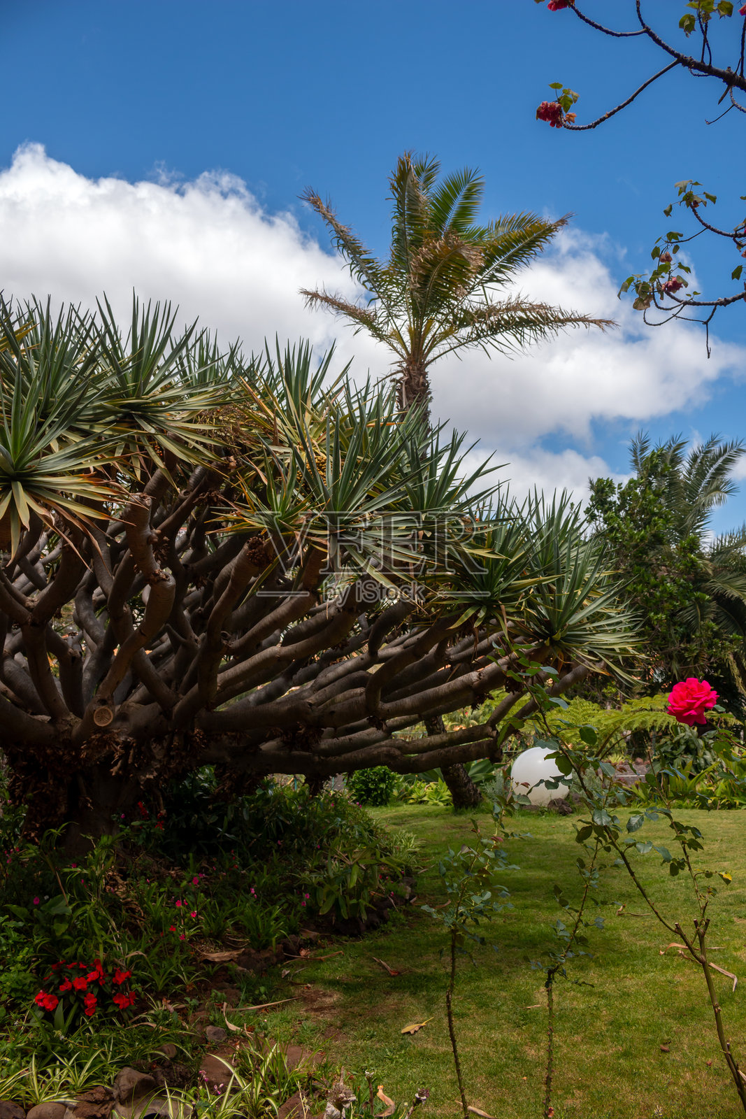 葡萄牙马德拉的新鲜草地和绿意盎然的公园照片摄影图片