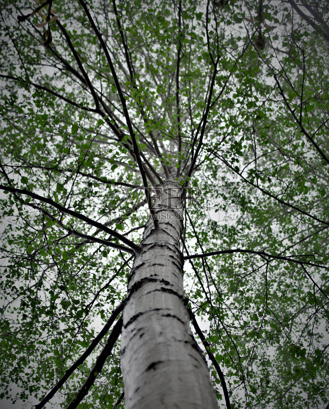 白桦树和新鲜的绿叶照片摄影图片