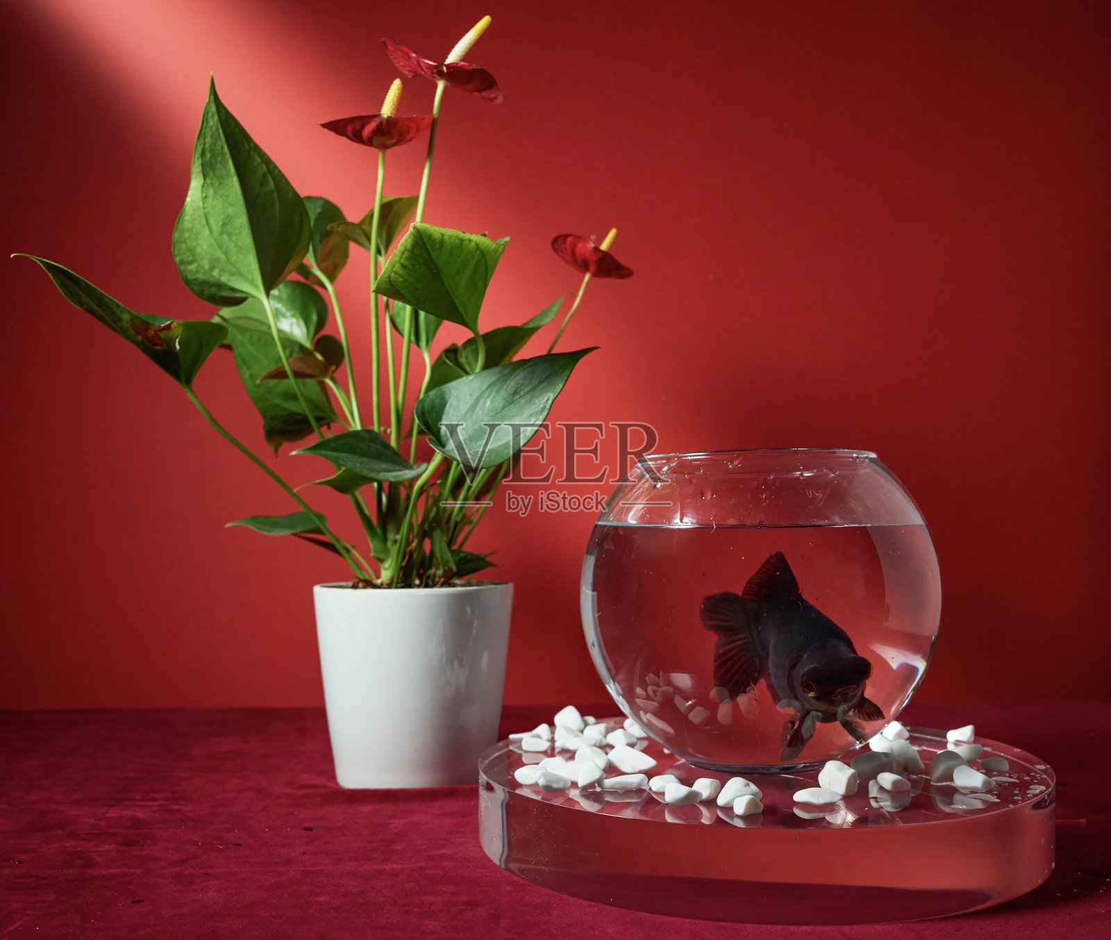红色背景下的鱼缸里的金鱼照片摄影图片