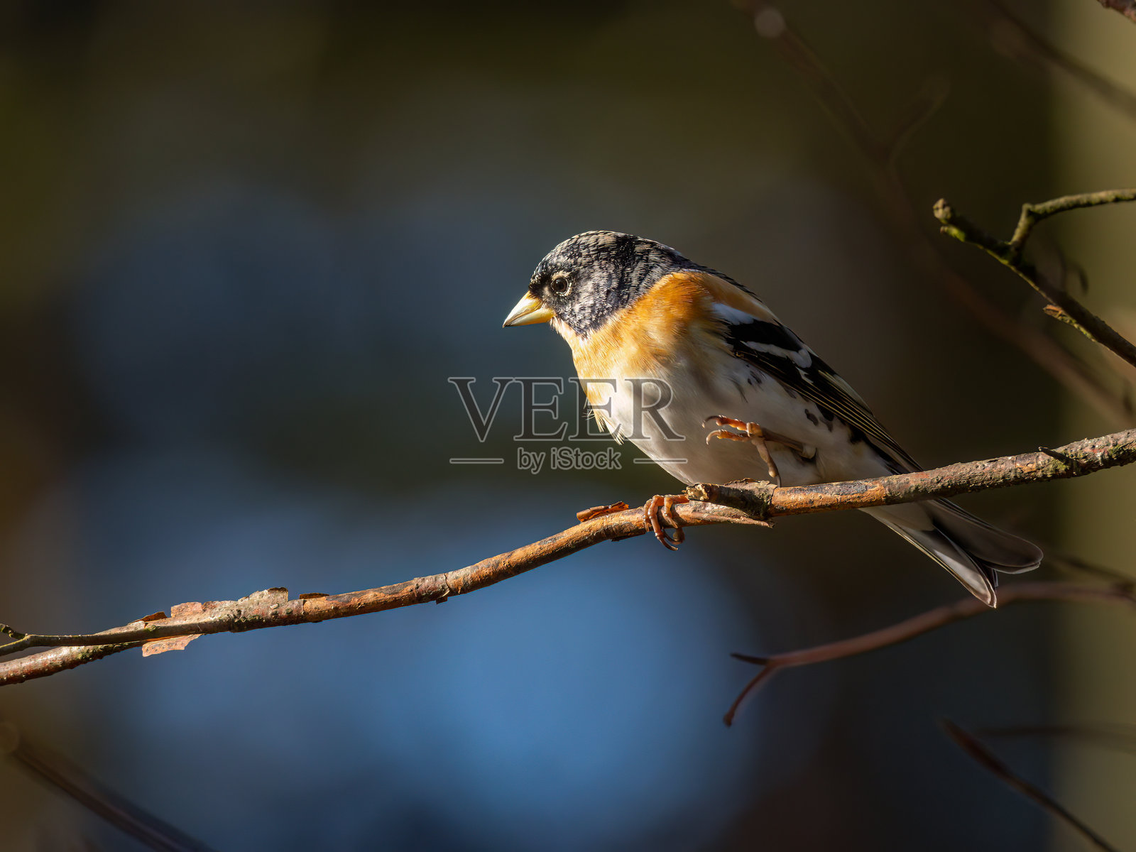 在树林里照片摄影图片