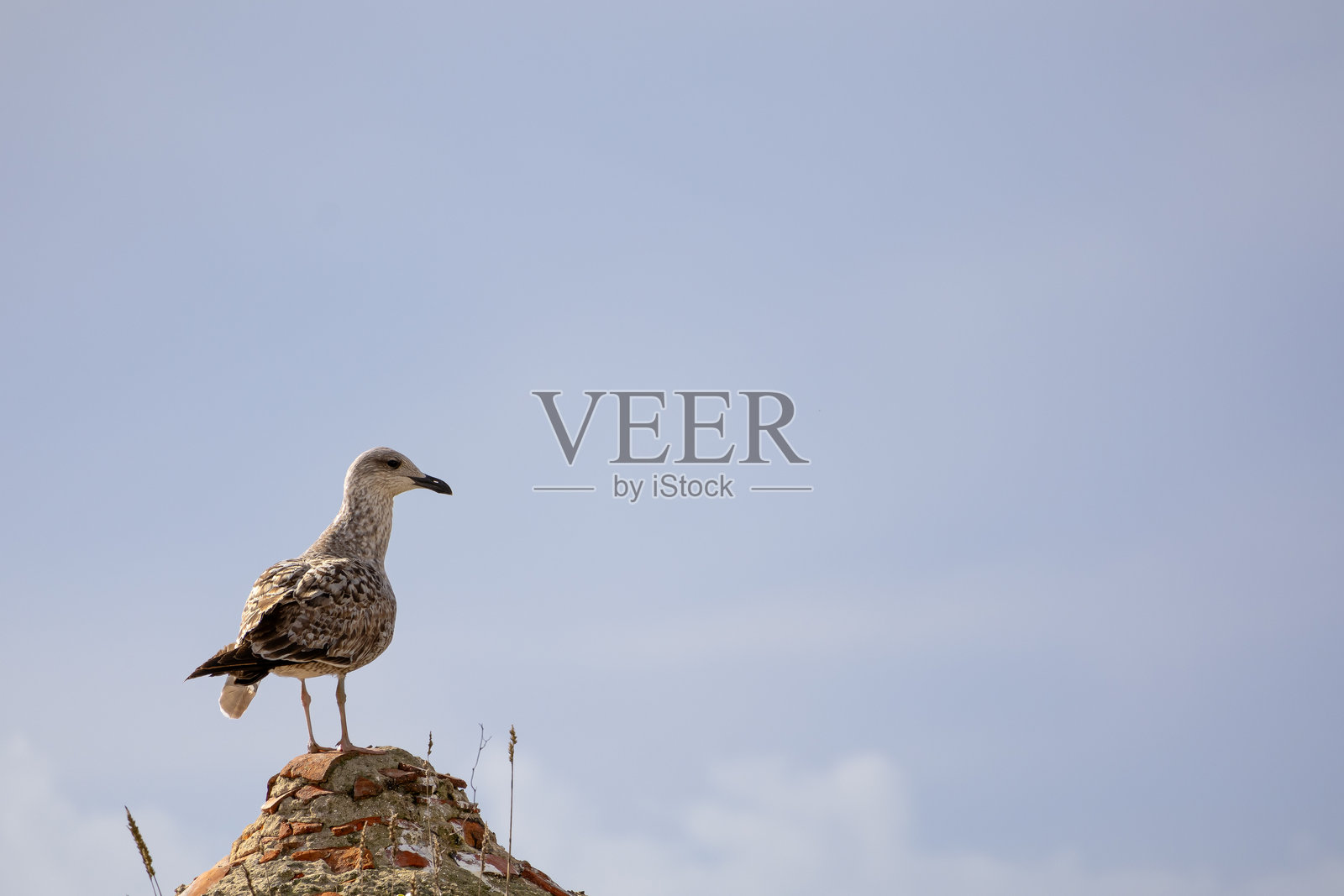 纳扎雷的海鸥独自在屋顶上照片摄影图片