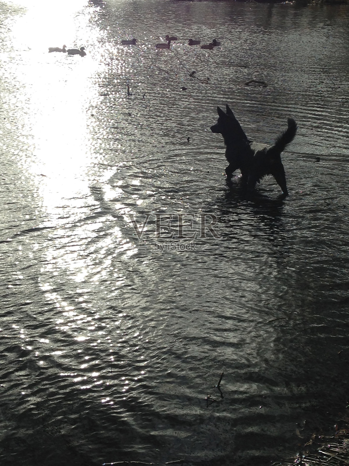 猎犬照片摄影图片