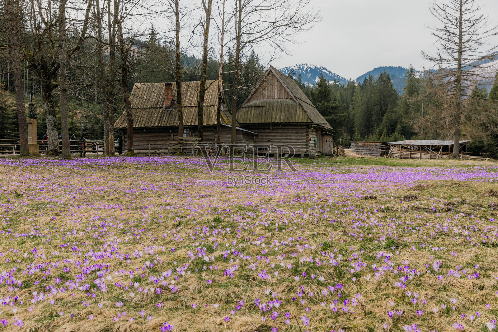 盛开的藏红花花田,背景是塔特拉山脉的美景照片摄影图片