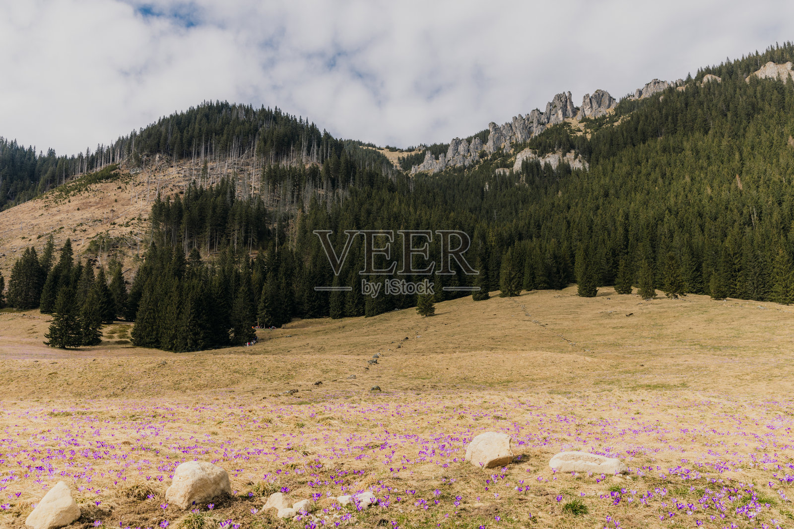 盛开的藏红花花田,背景是塔特拉山脉的美景照片摄影图片