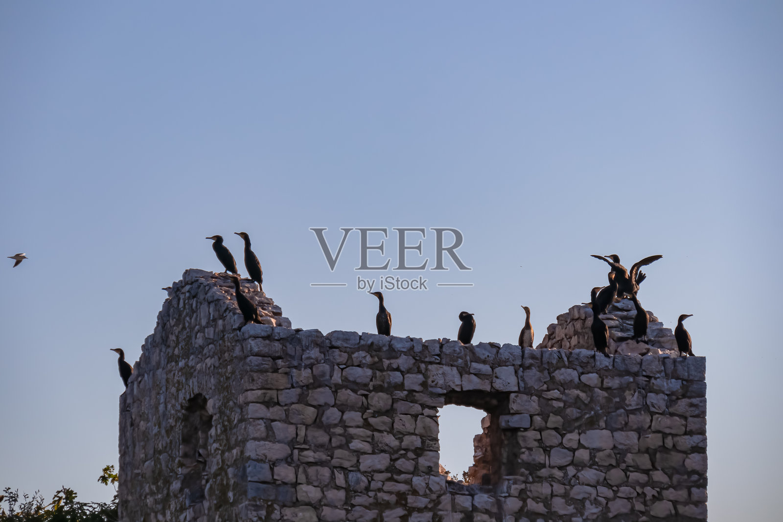 斯卡达湖 - 在斯卡达湖国家公园的格尔莫祖尔岛上,一群鸬鹚栖息在监狱遗址上的全景视图照片摄影图片