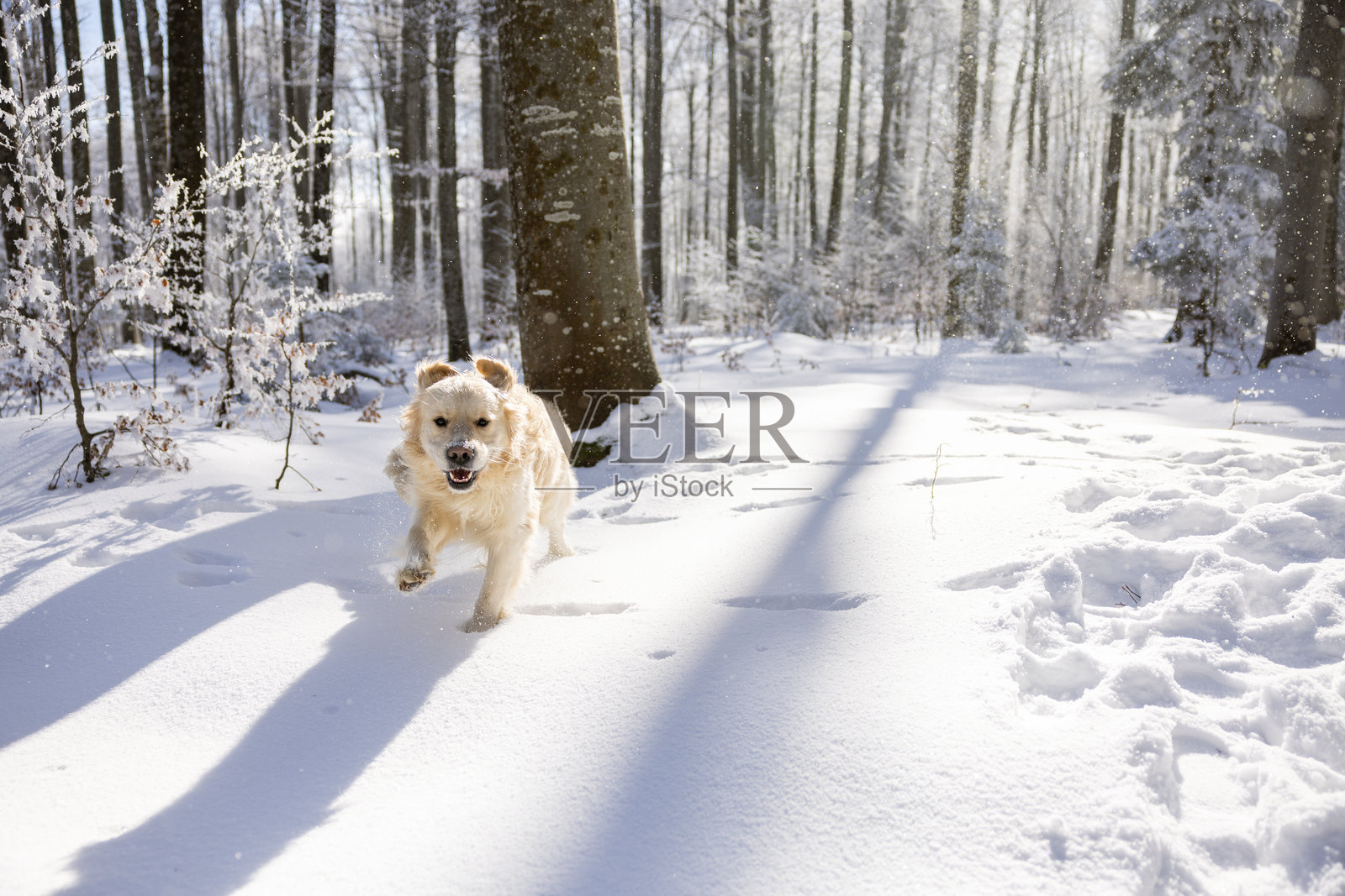 金毛猎犬在冬日阳光下的雪林中奔跑照片摄影图片