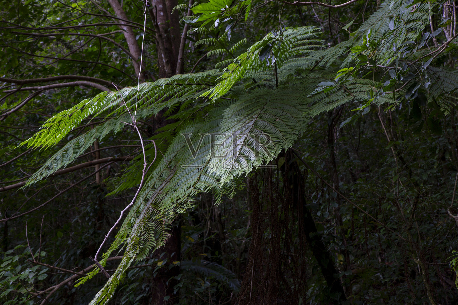 奄美大岛,世界自然遗产森林照片摄影图片
