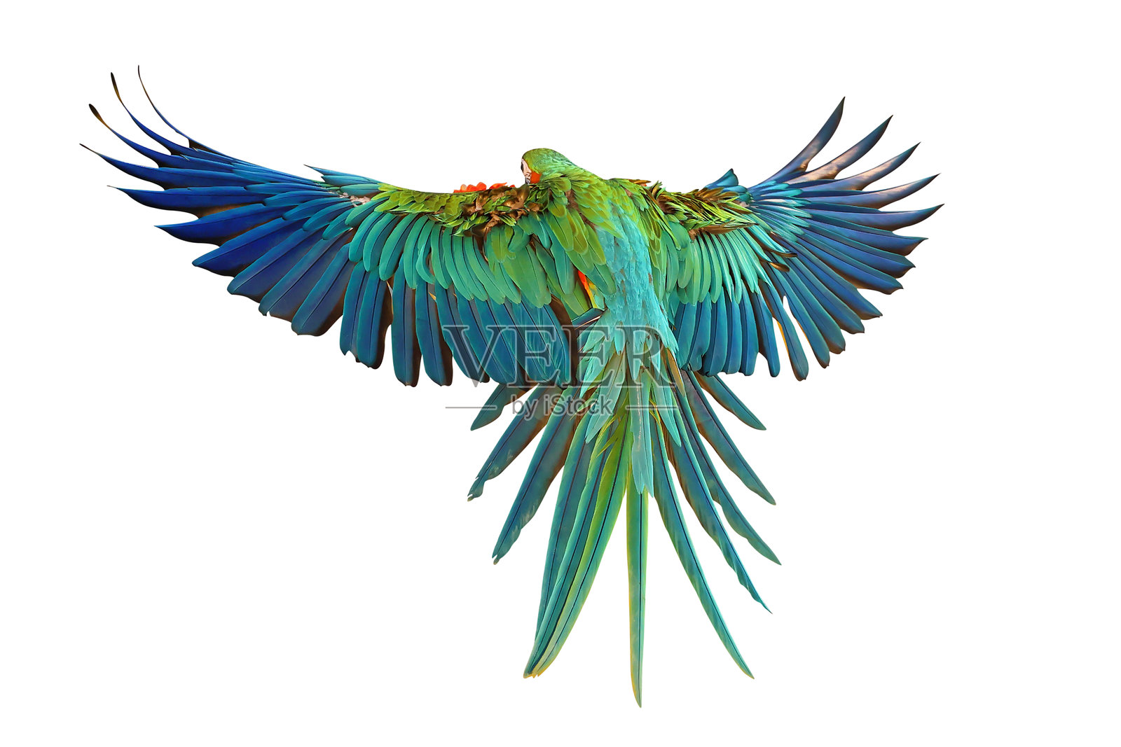 鹦鹉照片摄影图片