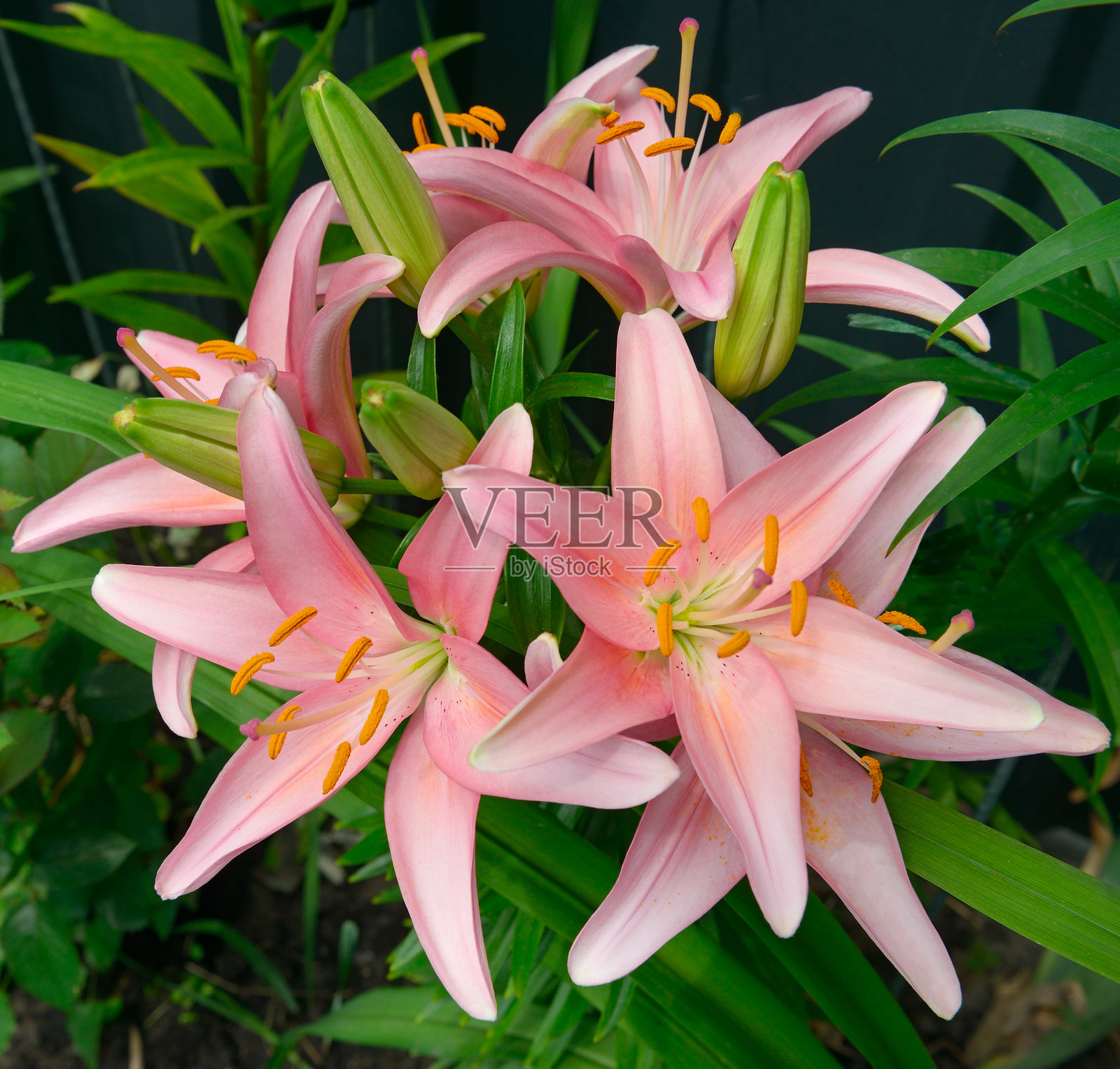 美丽的粉色百合花与叶子背景。照片摄影图片