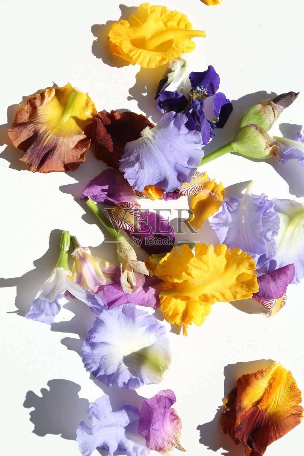 一束多彩的鸢尾花花瓣在白色背景上,拍摄于加拿大。照片摄影图片
