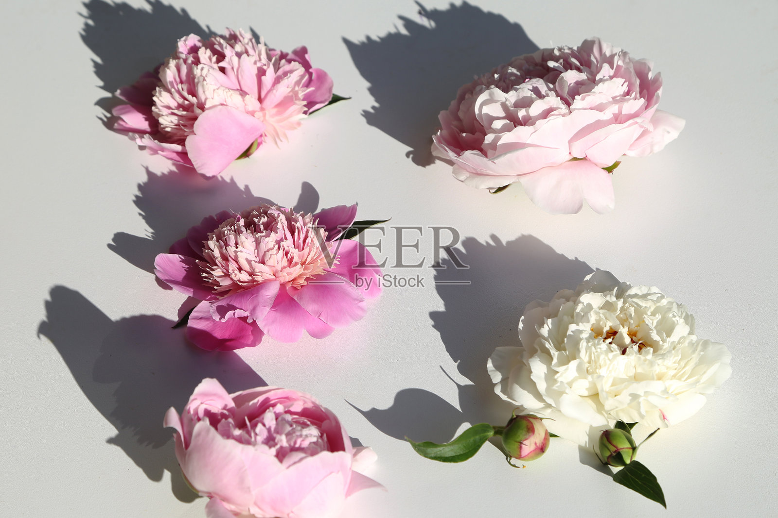 一束粉色和白色的牡丹花,背景为白色,拍摄于加拿大。照片摄影图片