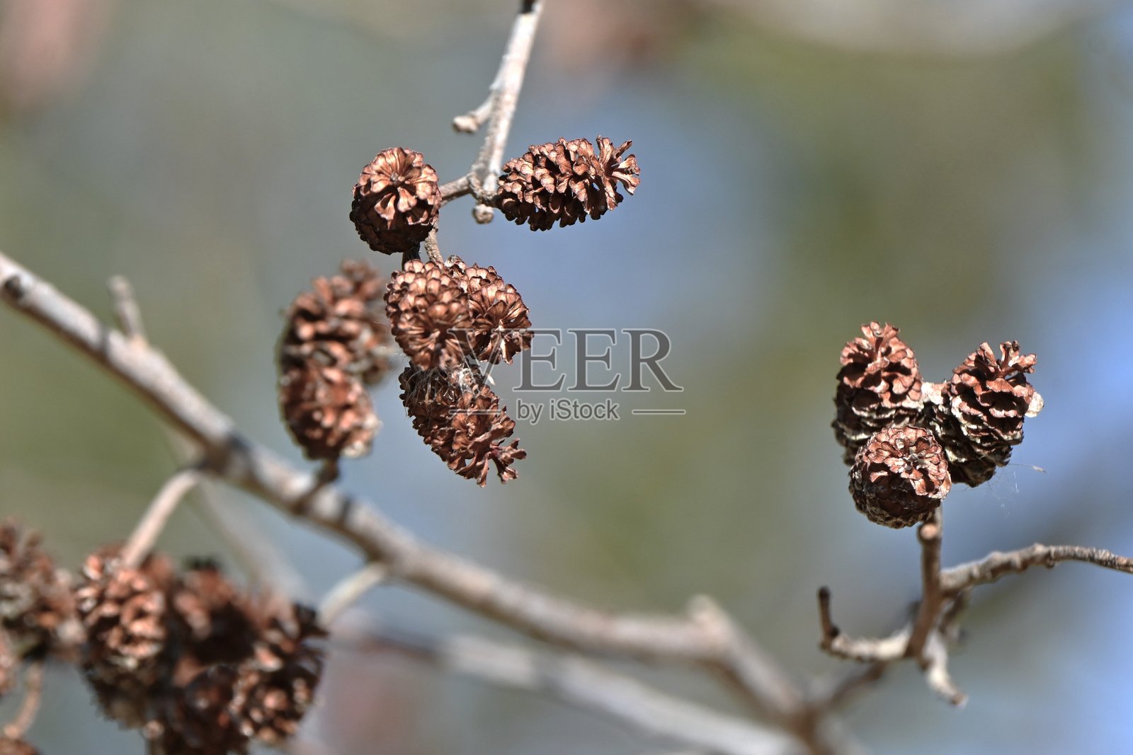 日本桤木(Alnus japonica)树的花和球果。照片摄影图片
