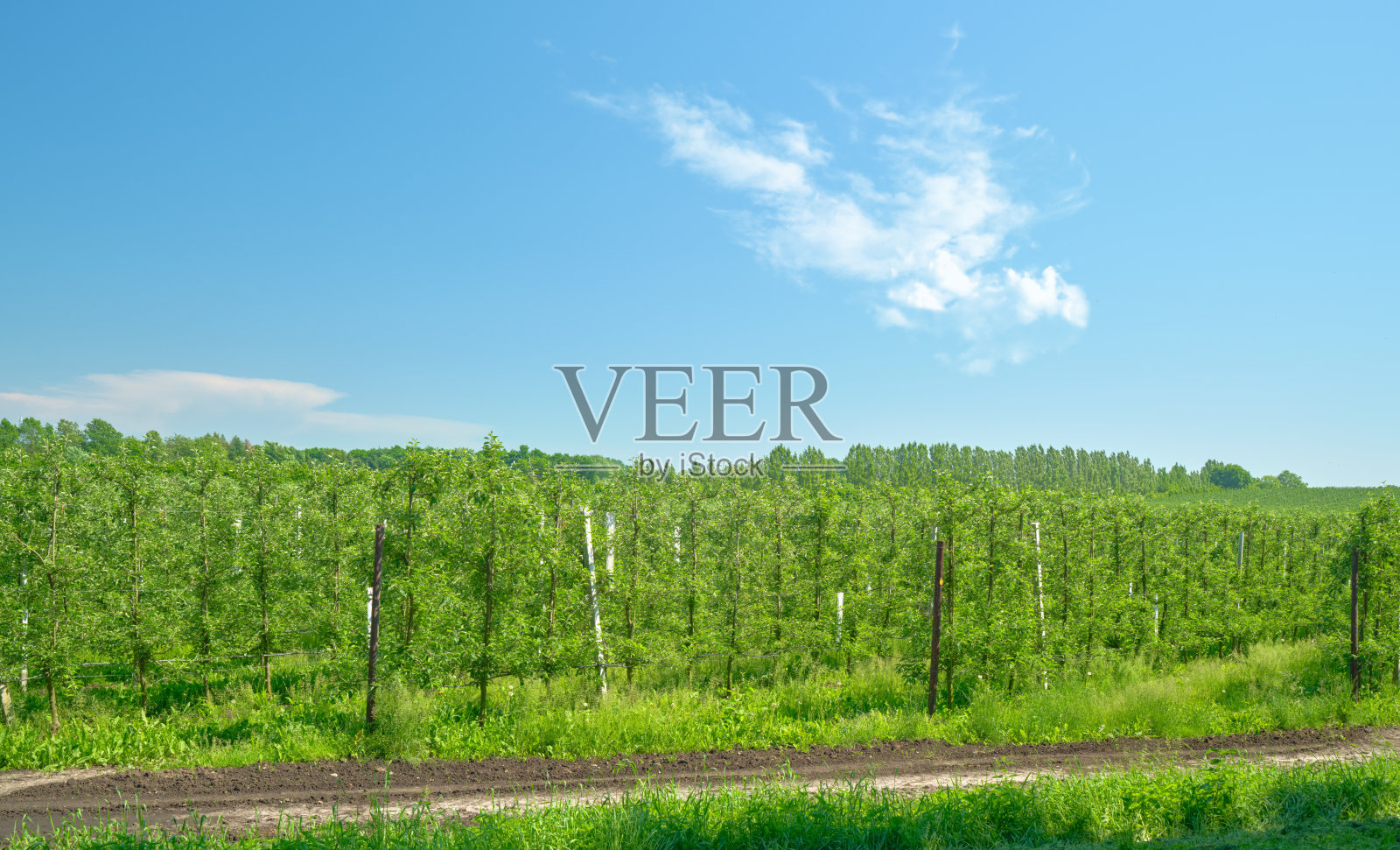 郁郁葱葱的丹麦果园在生动的夏日天空下,云朵点缀其间。照片摄影图片