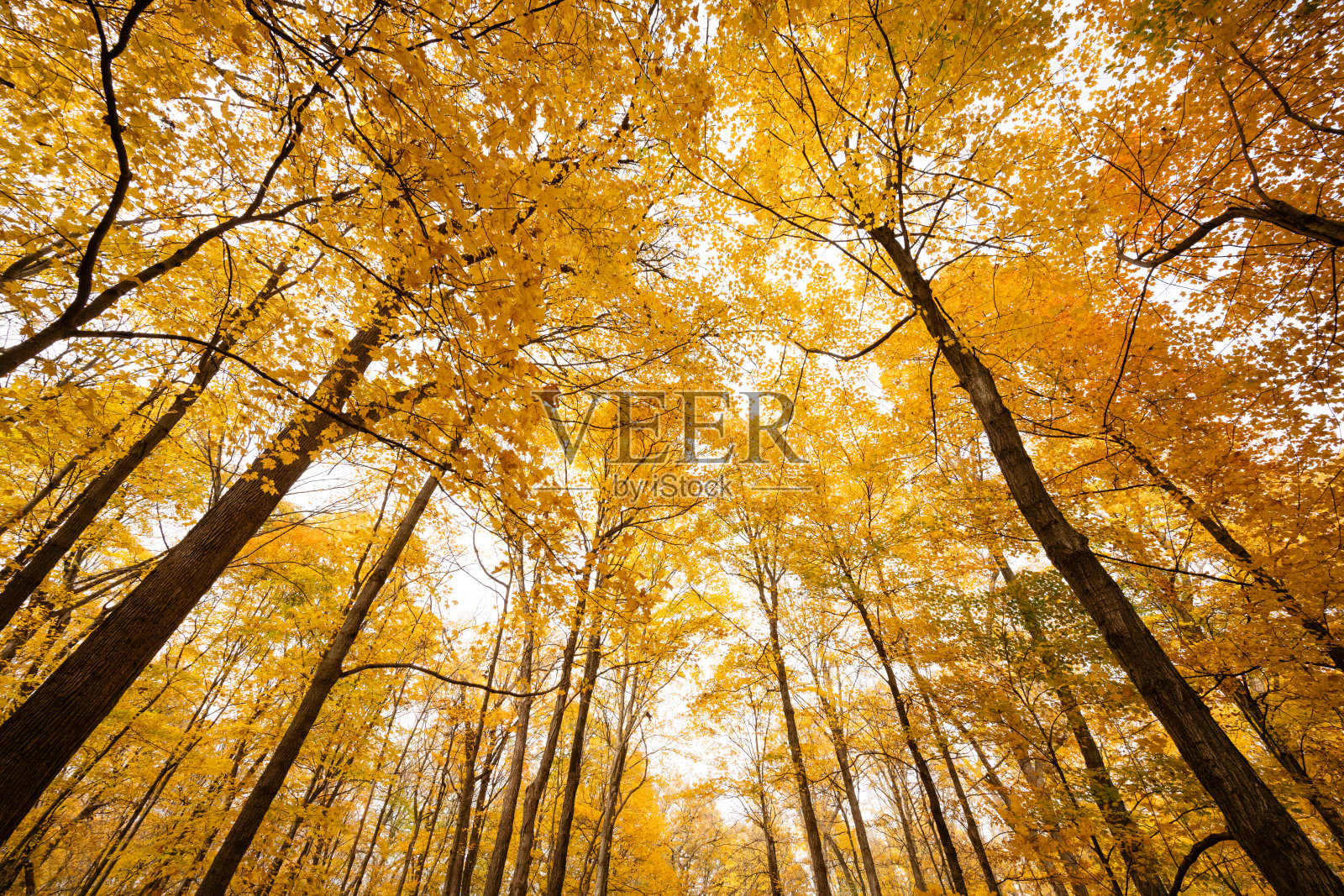 中西部秋季的黄色和橙色树叶,仰望天空照片摄影图片