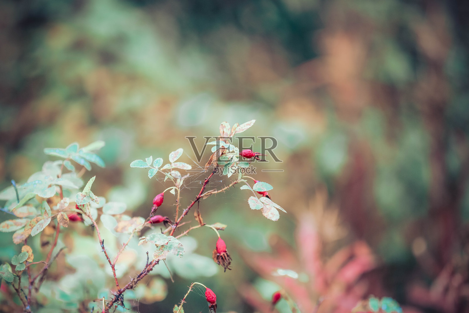 森林中的粉色花蕾植物照片摄影图片