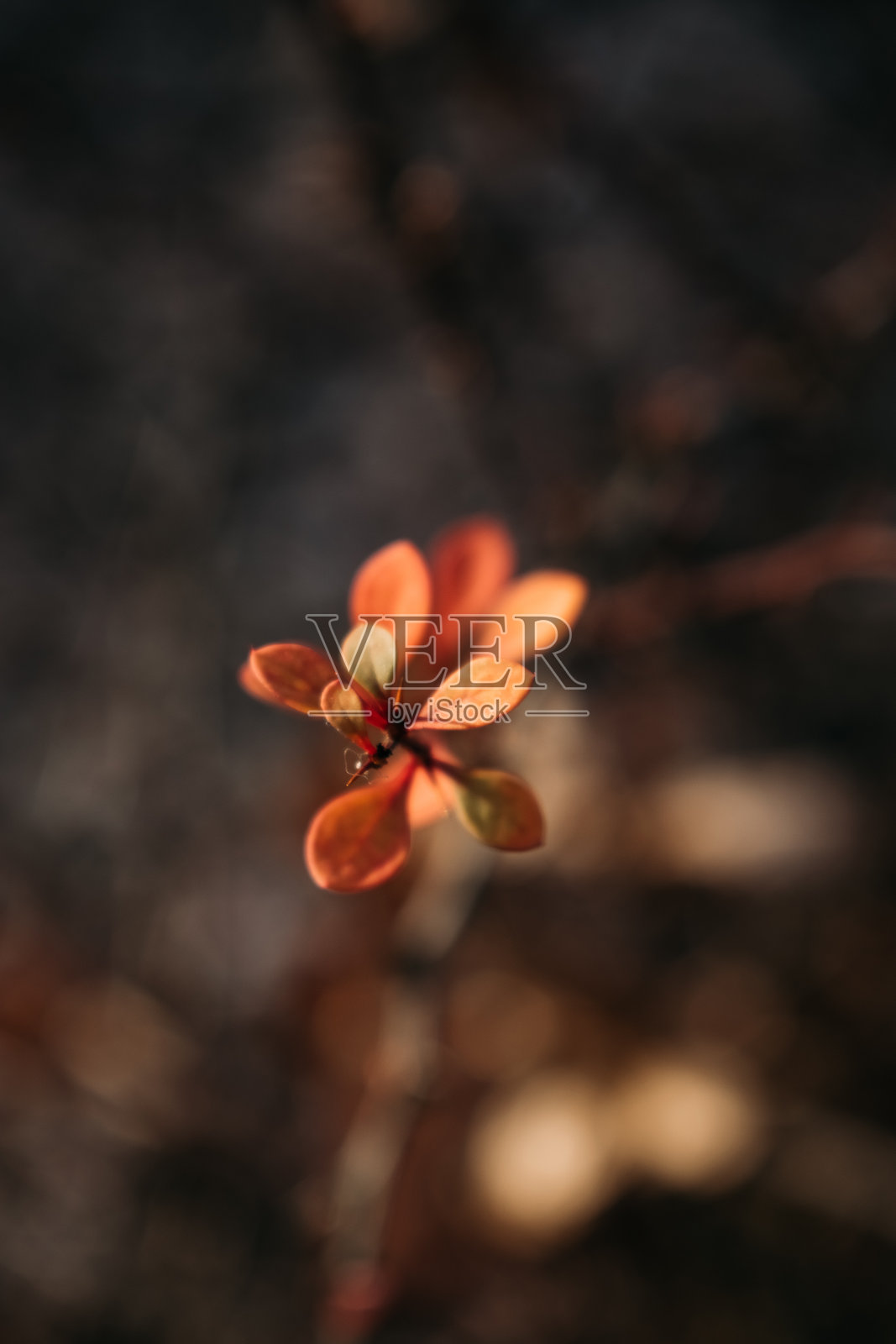 橙色叶子特写在灌木上照片摄影图片