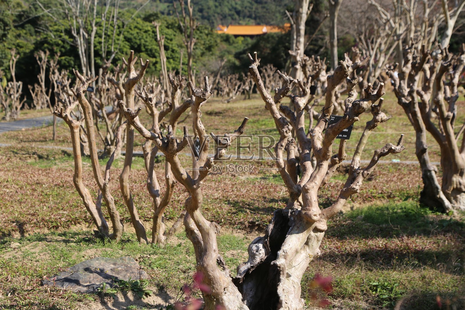 一片枯死的树木与背景中的桥照片摄影图片
