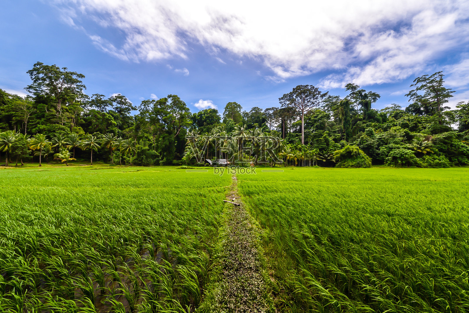 印度 - 安达曼群岛照片摄影图片