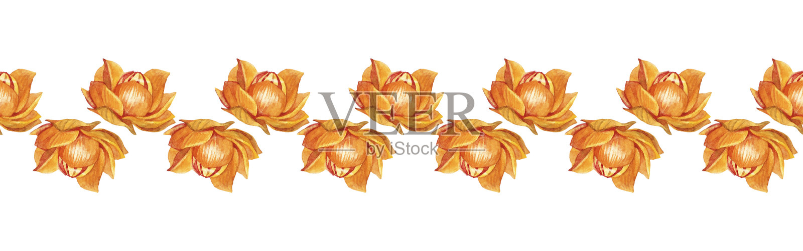 无缝边框,水彩风格的头部油炸花朵,金盏花,背景为白色。橙色夏季野花。用于芳香疗法和花束的草本植物图案。适用于壁纸或包装的植物边框。插画图片素材