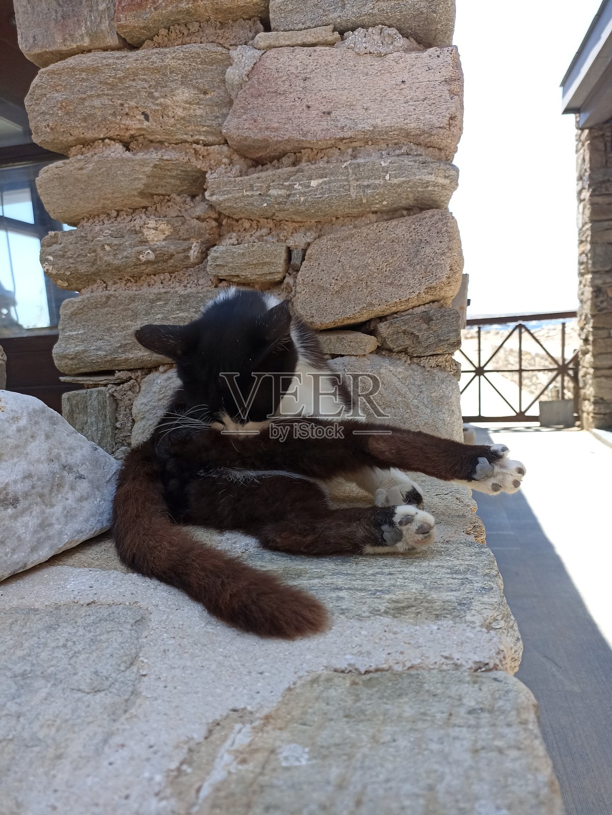 希腊猫在石墙上梳理自己照片摄影图片