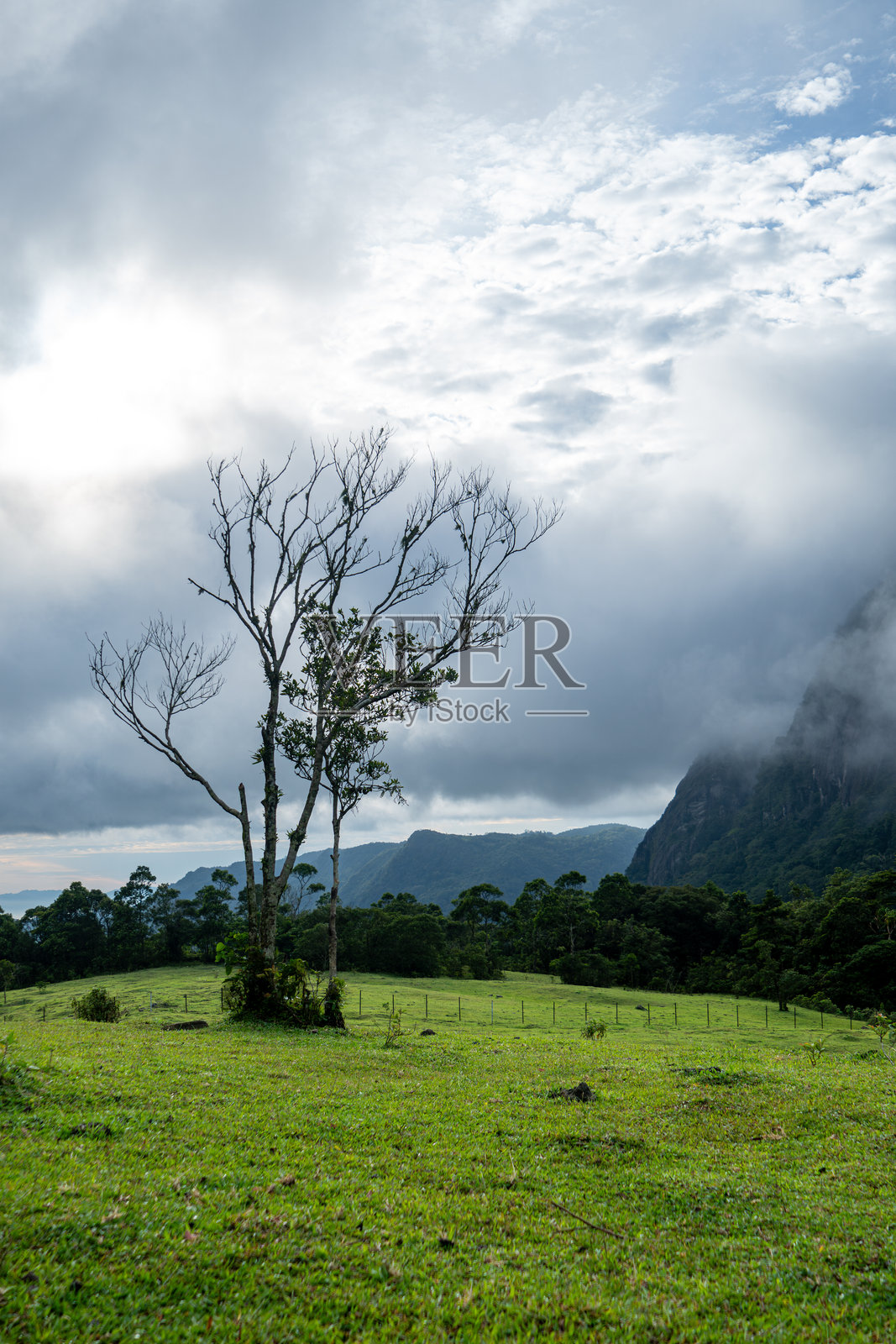 孤独的树矗立在雾蒙蒙的山脉中照片摄影图片