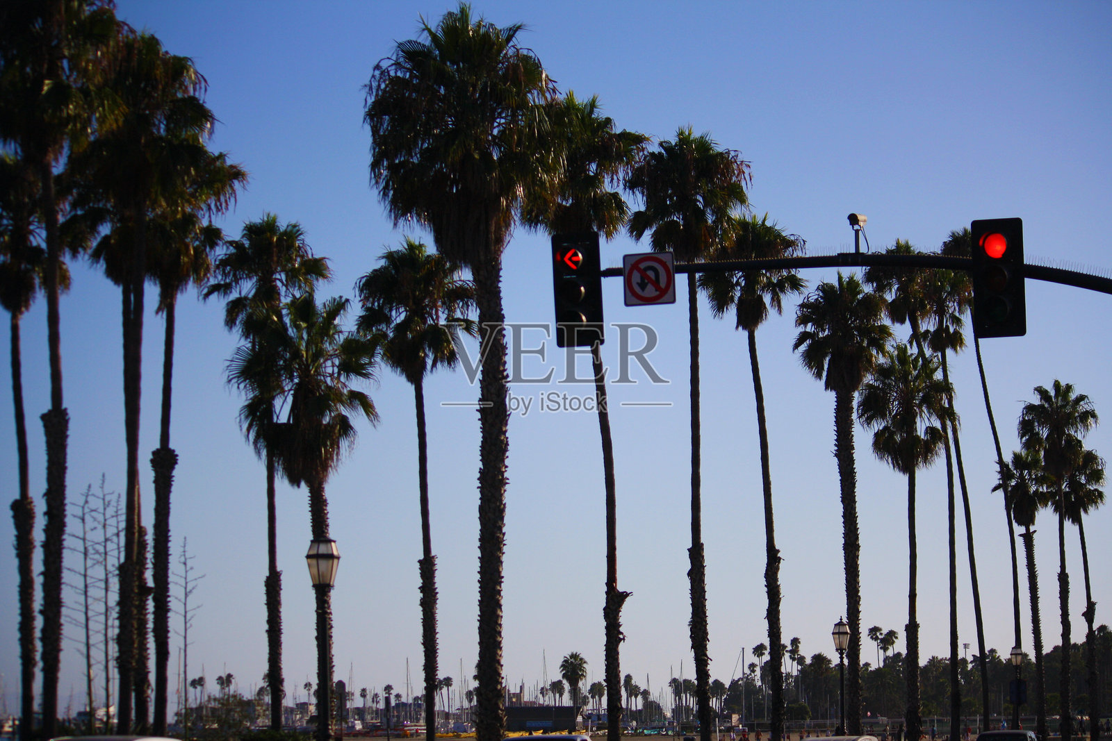 圣巴巴拉的棕榈树照片摄影图片