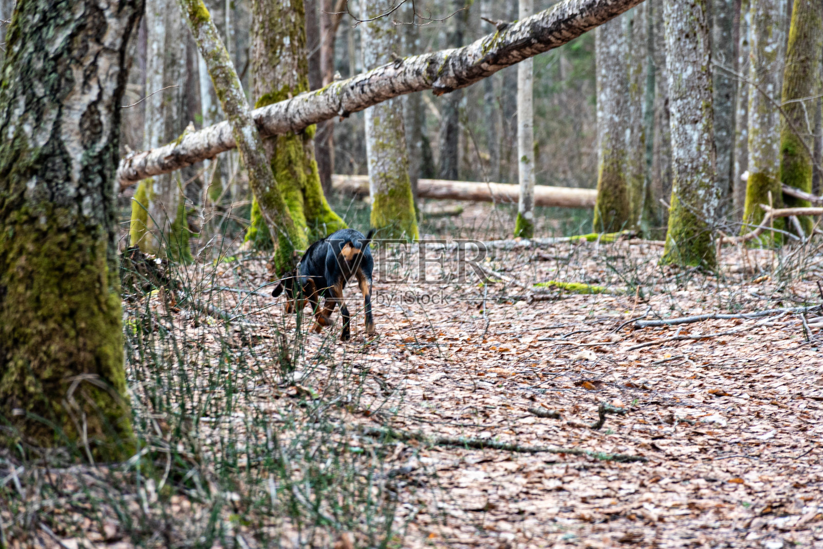 春天在森林里与狗散步,光秃的树木,自然没有绿意,地面覆盖着干枯的树叶。照片摄影图片
