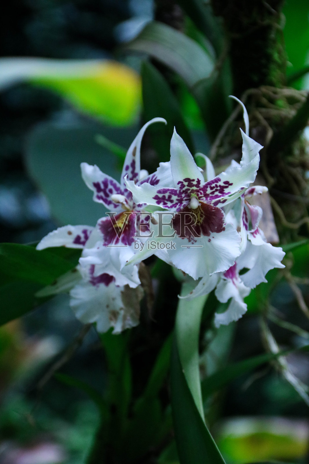 兰花照片摄影图片