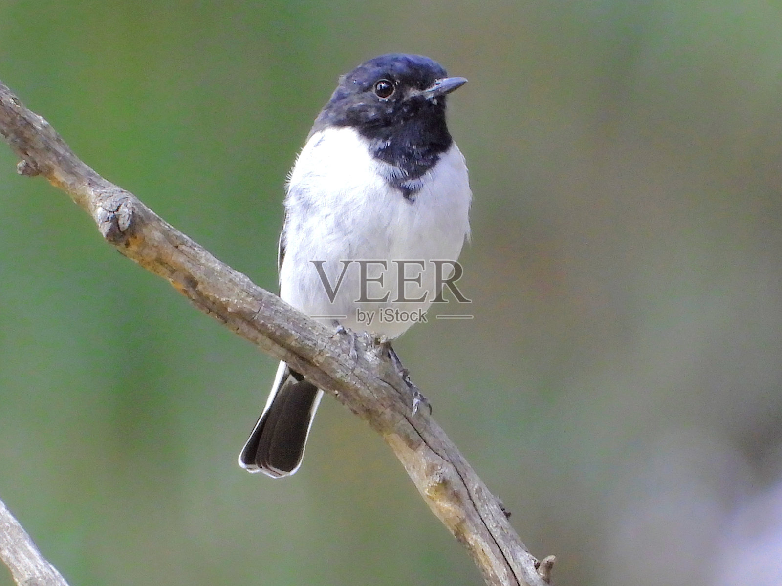 巴马赫,维多利亚州,澳大利亚北部乡村照片摄影图片
