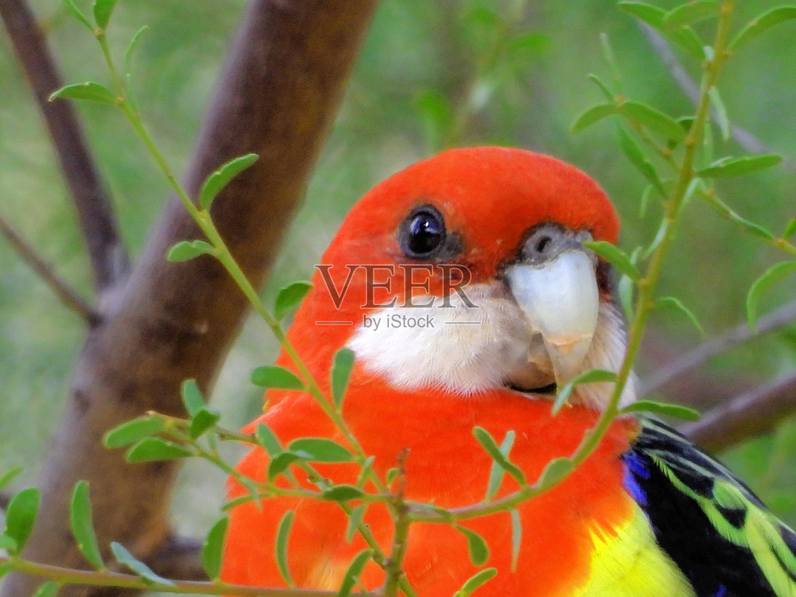 巴马,维多利亚州,澳大利亚北部乡村照片摄影图片
