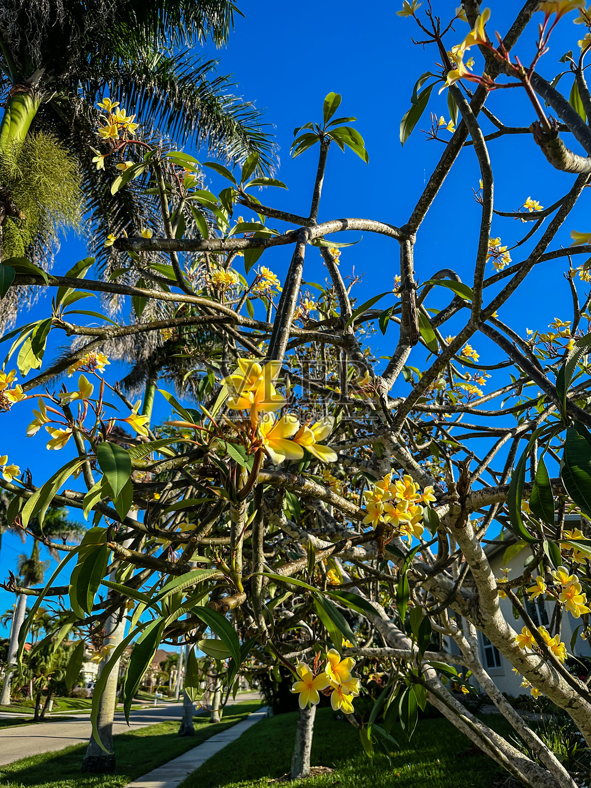 盛开的黄色鸡蛋花树照片摄影图片